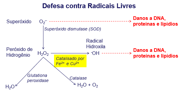 bovinos de leite proviE -radicais-livres